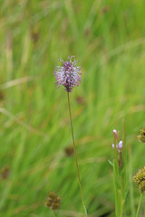 Phleum alpinum alpinum
