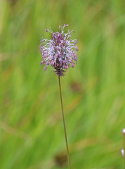 Phleum alpinum alpinum