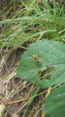 Vespula flavopilosa