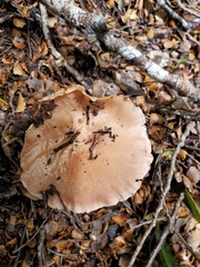 Cortinarius alboroseus