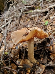 Cortinarius alboroseus
