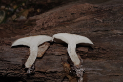 Leucopaxillus laterarius