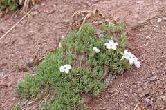 Phlox pulvinata