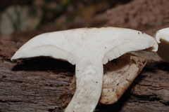 Leucopaxillus laterarius