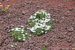 Phlox pulvinata