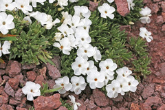 Phlox pulvinata