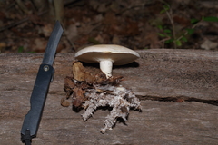 Leucopaxillus laterarius