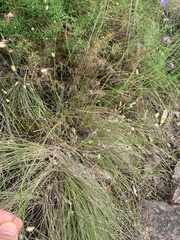 Poa sieberiana