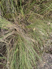 Poa sieberiana