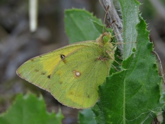 Colias chrysotheme