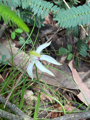 Caladenia moschata
