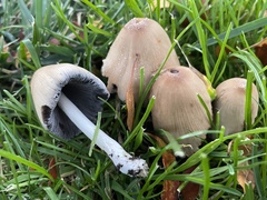 Coprinellus micaceus