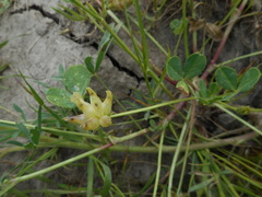 Trifolium fucatum