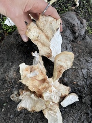 Laetiporus