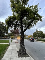 Laetiporus