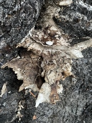 Laetiporus