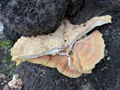 Laetiporus