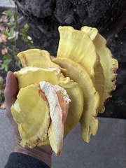 Laetiporus