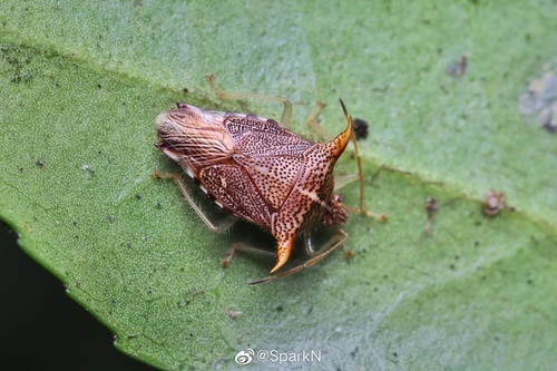 Elasmucha lineata · iNaturalist