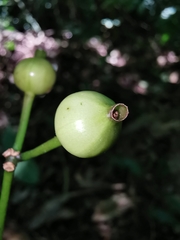 Faramea occidentalis