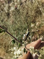 Sphaenothecus bilineatus