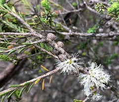 Melaleuca brevifolia