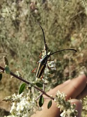 Sphaenothecus bilineatus