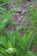 Primula parryi