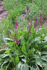 Primula parryi