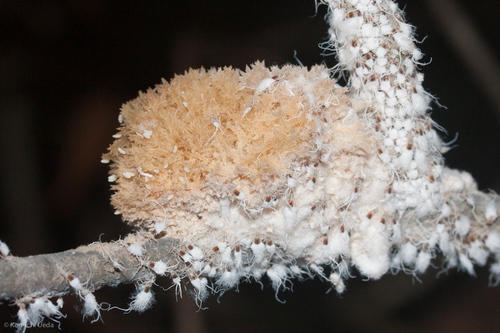 Honeydew Eater (Scorias spongiosa)