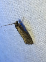 Acrolophinae