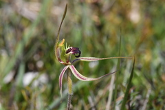 Caladenia dilatata