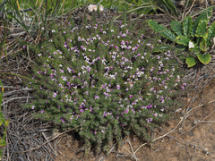 Muraltia ciliaris