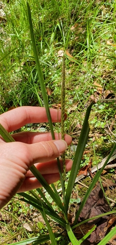 Image of Carex corynoidea by (c) Danielle Munster, some rights reserved (CC BY)