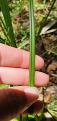Carex corynoidea