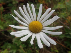 Chrysanthemum arcticum