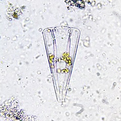 Licmophora