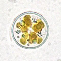 Coscinodiscophycidae