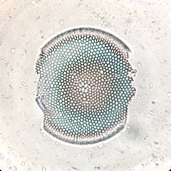 Coscinodiscophycidae