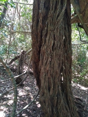 Grewia caffra
