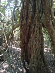 Grewia caffra