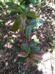 Acridocarpus natalitius