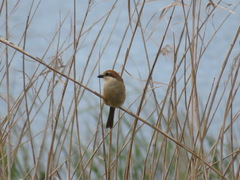 Lanius bucephalus