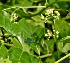 Cipadessa baccifera
