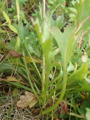 Chrysanthemum arcticum