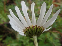 Chrysanthemum arcticum