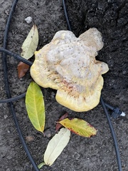 Laetiporus