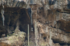 Cephalocereus apicicephalium