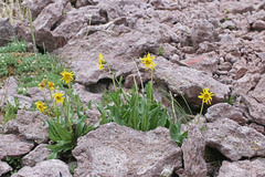 Senecio amplectens holmii