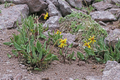 Senecio amplectens holmii